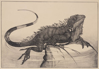 KG 1996 022
<br/>
Leguaan
<br/>
<em>Hoytema, Theo van (1863 -1917)</em>